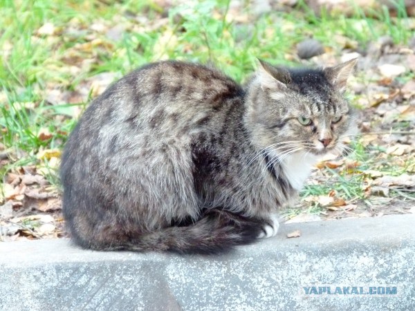 Котовторник  16.10.12