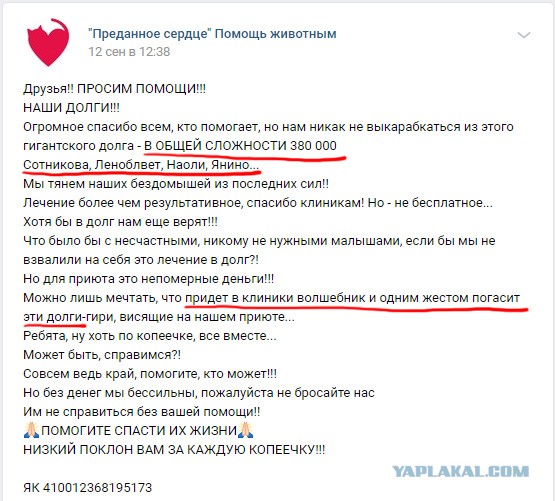Помогите вернуть кота! Приют "Преданное сердце" украл кота и не отдает!-2
