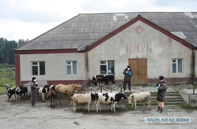 Фотожаба: Полиция штрафует