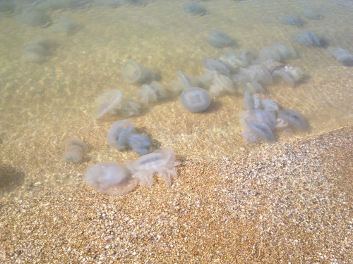 Ужас в глубине: самые опасные медузы, которых лучше никогда не встречать