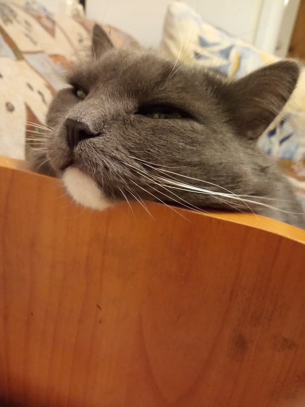 Котовторник. Февраль