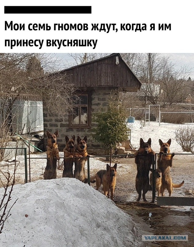 Картинки и мемы, всяко разно - 183