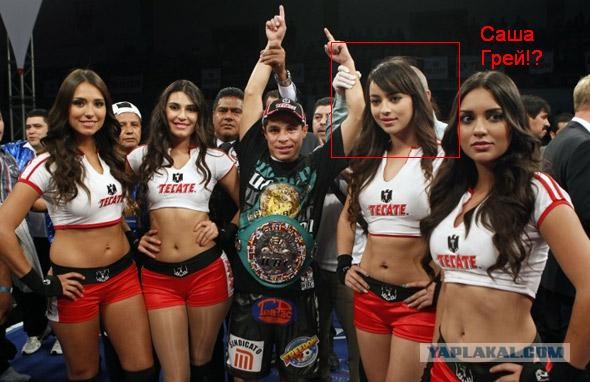 БОКС/MMA....