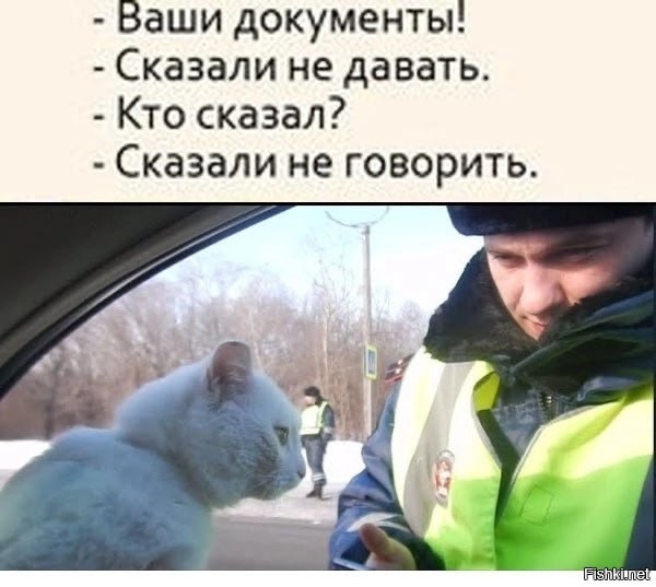 Котовторник в картинках