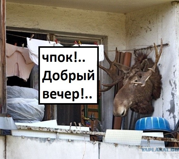 Включил дальний свет.