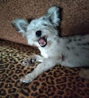 Дома ждали трое детей и кот