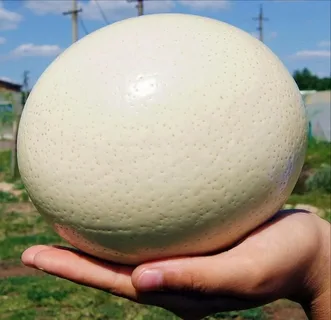 Про сайт лысых мужиков