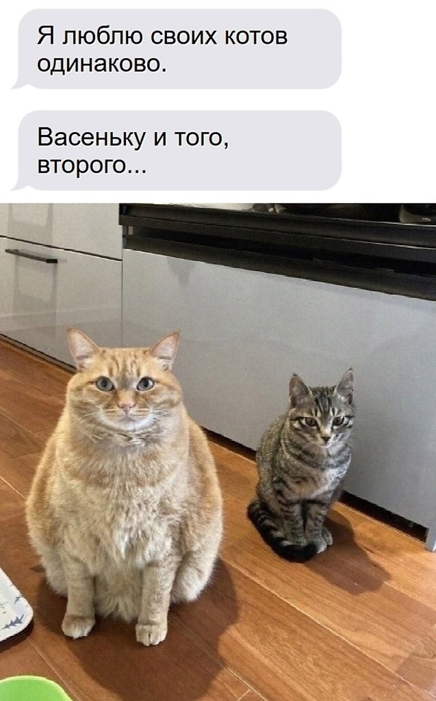 К котовторнику: подборка картинок-баянов с котиками и про котиков. Выпуск 40.