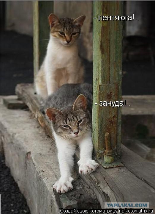 Визуализируем свои ники!