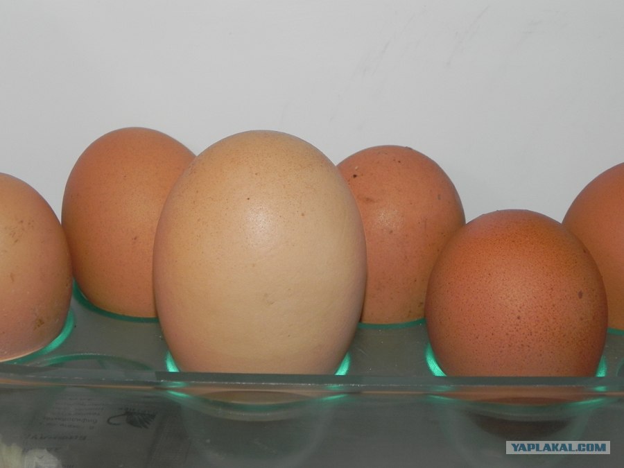 Кура несет мелкие яйца. Сорт больших яиц. Яйцо большое. Большие и натуральные яйца.