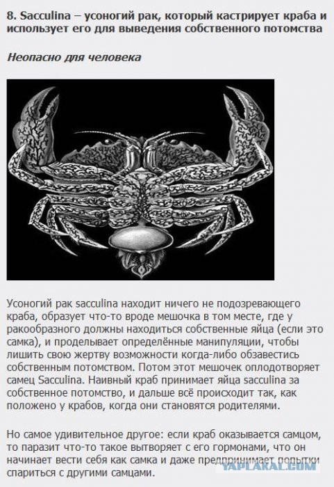Существа, которых стоит бояться