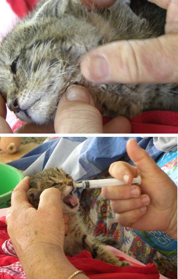 Котовторник 6.05.2014