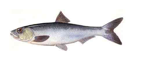 Куда пропала Сельдь Иваси?