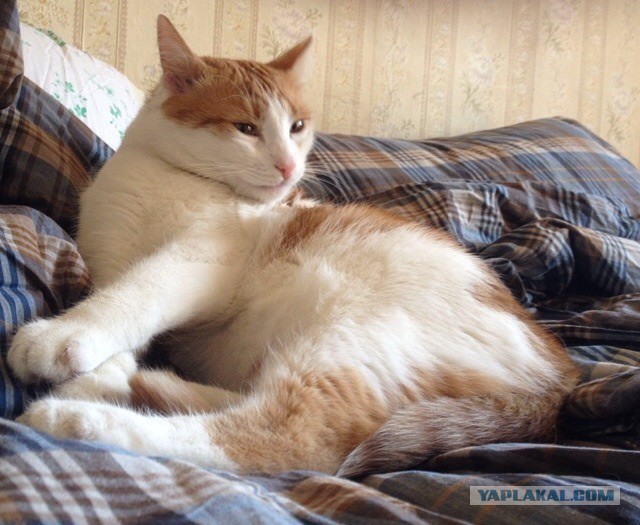 Котовторник 22.07.14