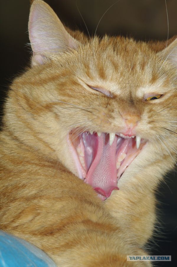 А у тебя есть фото твоей зевающей котейки ?