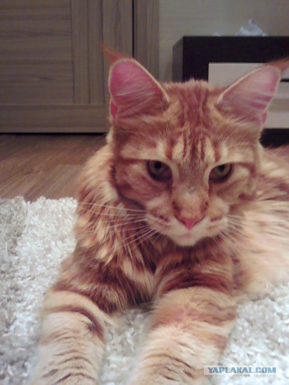 Котовторник 21.10.2014