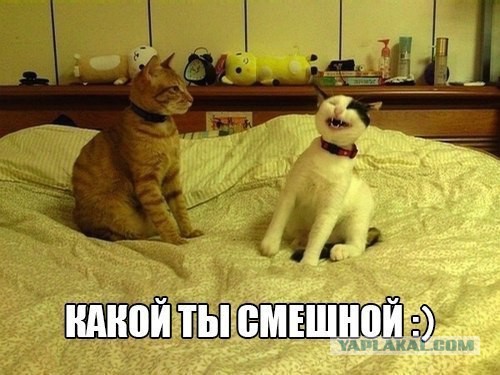 Смешные картинки