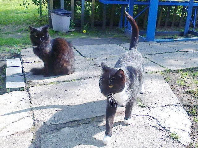 Котовторник 31.03.2015