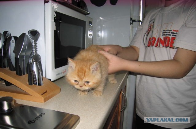 Котовторник 04.08.2015