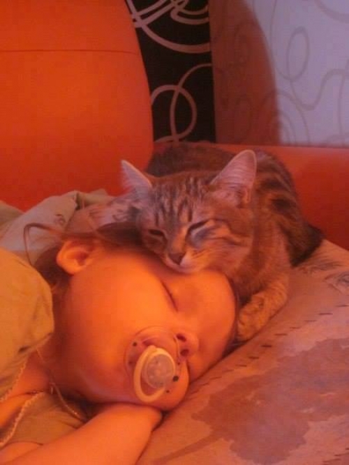 Котовторник