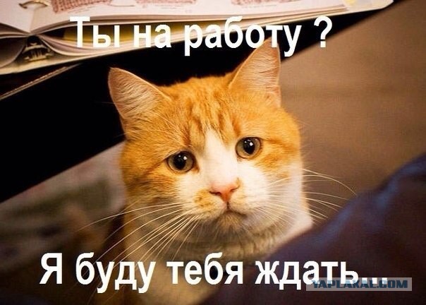 Котовторник 17.11.2015