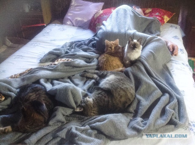 Котовторник 01.12.2015