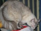 Коты, кошки, котята