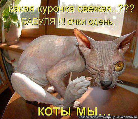 Котовторник 16.02.16