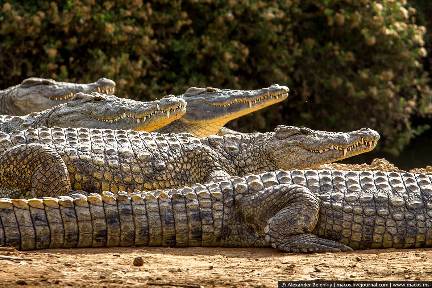 Крокодил картинка. Австралийский гребнистый крокодил. Аллигатор в Австралии. Крокодайл крокодил. Крокодил крокодилиха крокодилята.