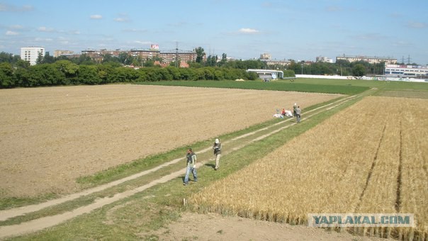 У знаменитого аграрного ВУЗа России отбирают 100 гектаров опытных полей, садов, ипподром и ферму!