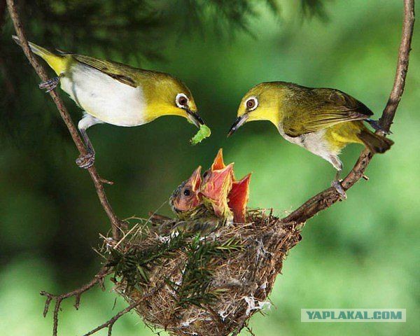 Скоро во всех гнёздах страны!... и не только