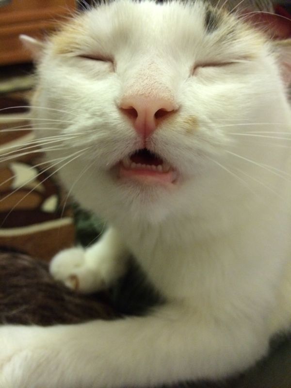 Так выглядит кот-валерьянщик с похмелья