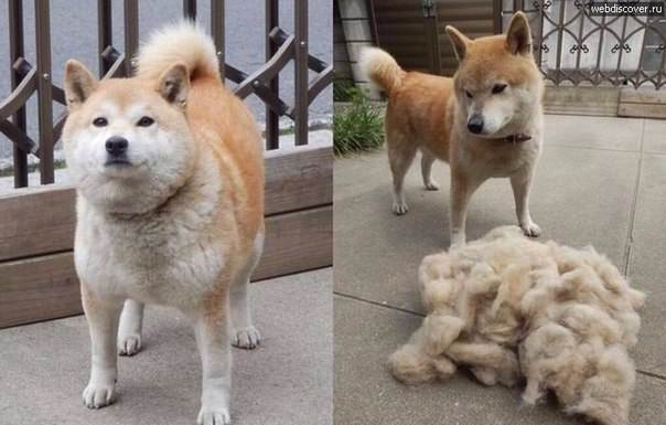 Мохнатые беспредельщики