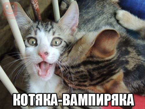 Прикольные животные