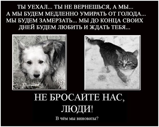 А вы забрали своих питомцев с дачи?