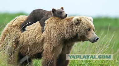Добрые фотографии