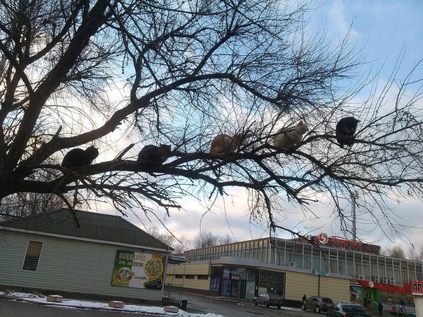 Коты и Кошки