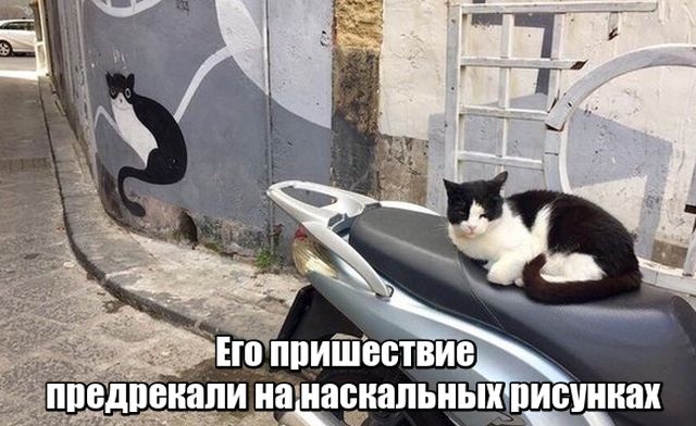 Фотобомбы котов