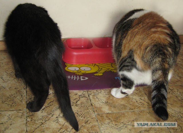 Ура, котовторник! (01.07.2008)