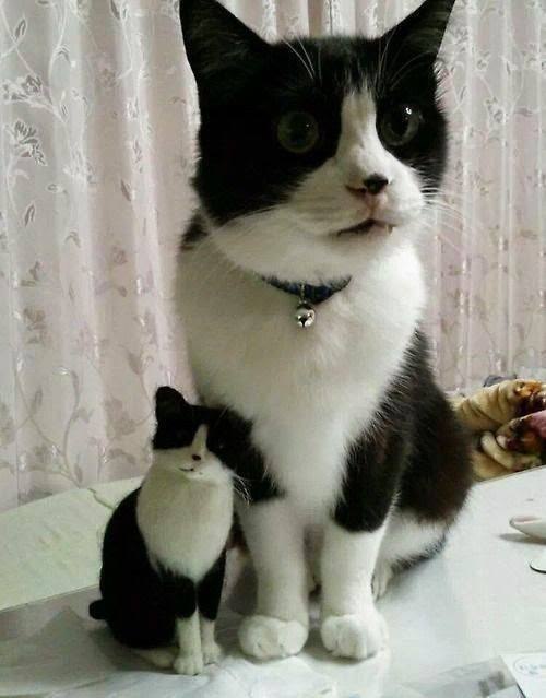 Прикольных котов пост