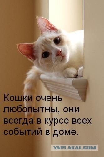 Ура, котовторник!