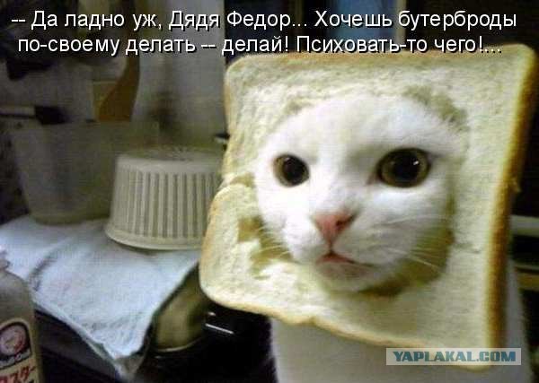 Ну и где ваш котовторник?