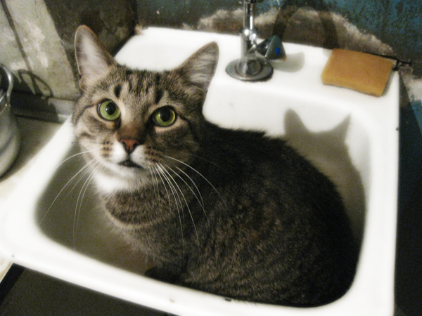Котовторник 1 мая 2012