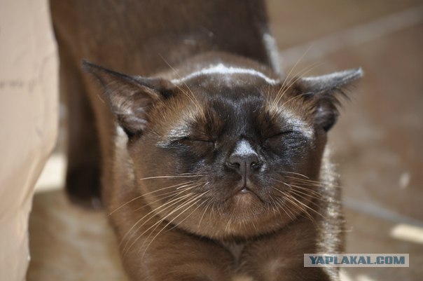 Котовторник на 26.06.12