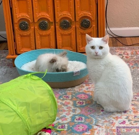 Забавные животные