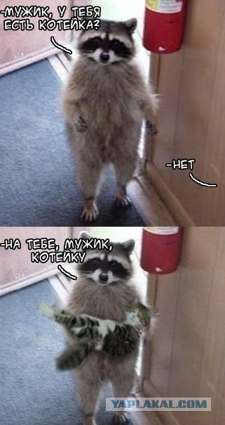 Кот...сбежал...