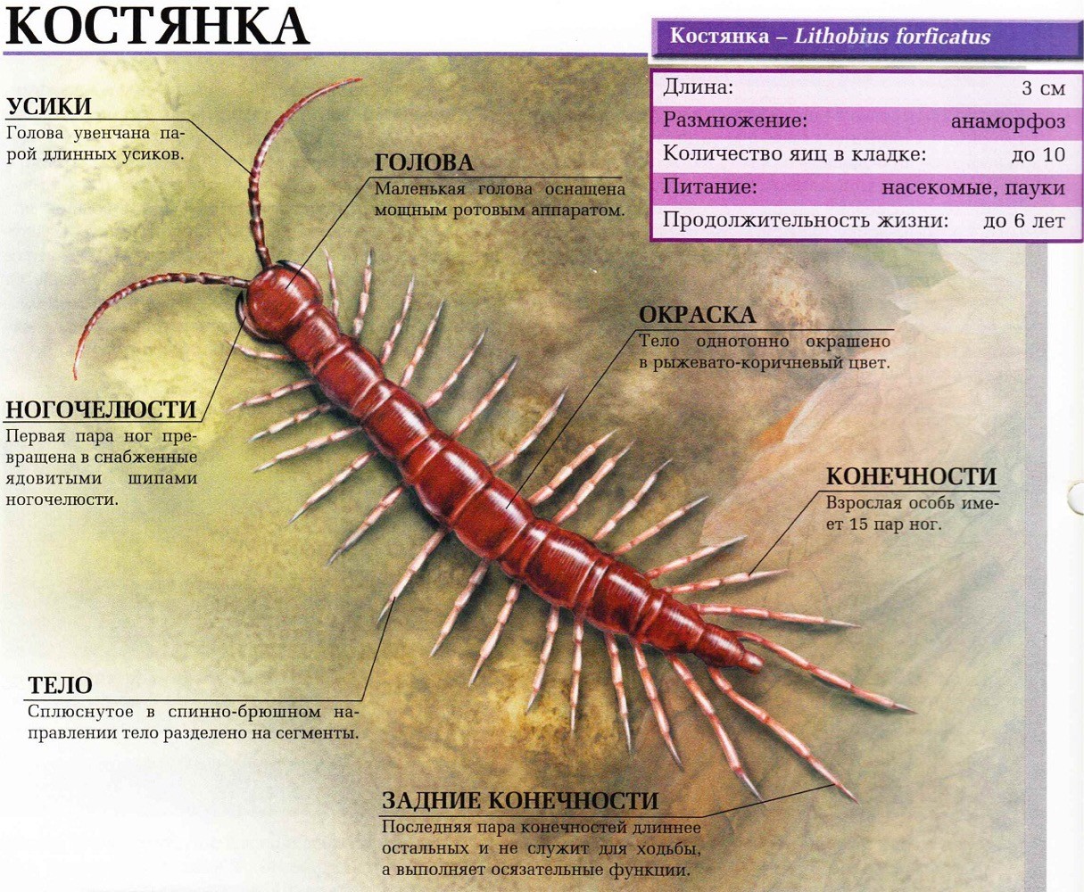 Костянка насекомое