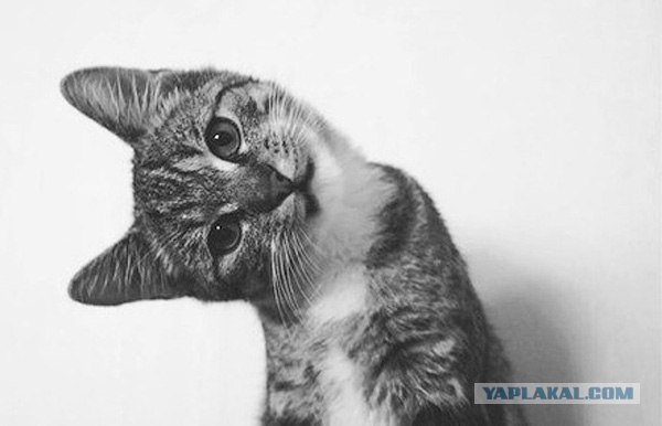 Милиция с человеческим лицом