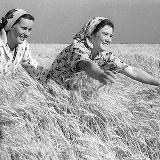 Как СССР стал покупать пшеницу за границей в 1963 — 1970 гг.