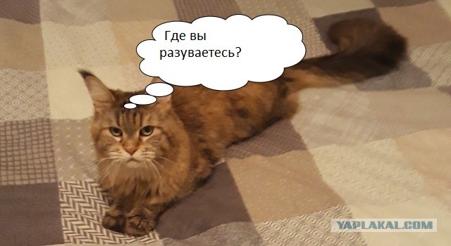Новая хозяйка (к котовторнику)